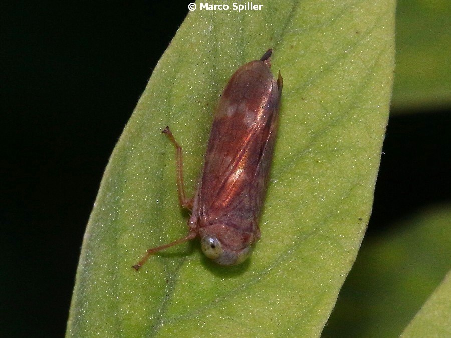 Cicadellidae: Jikradia olitoria